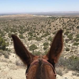 Meet your Posher, Adam